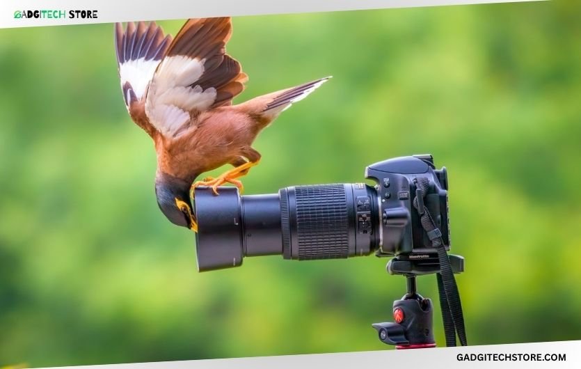 best digital cameras for wildlife photography